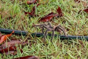 A importância da aranha para o combate da leucemia